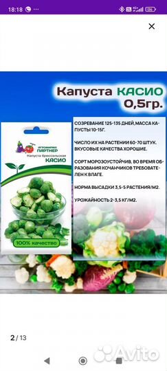 Рассада брюссельской капусты