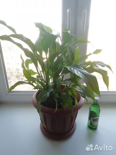 Спатифиллум