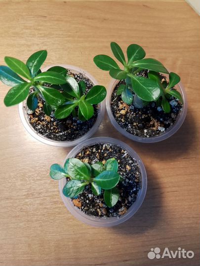 Комнатные цветы Адениум обесум