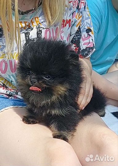 Померанский шпиц мини кукла беби фейс