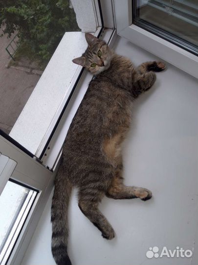 Кошка Боня в добрые руки, бесплатно