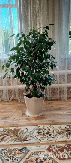 Комнатные растения цветы