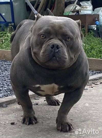 Американский булли вязка