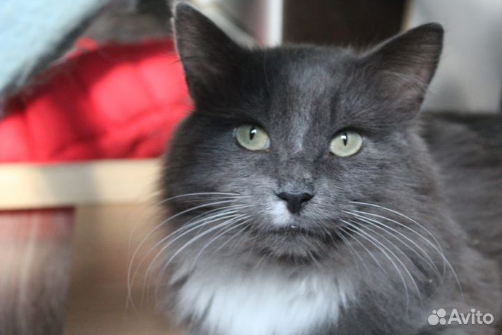 Кошки бесплатно