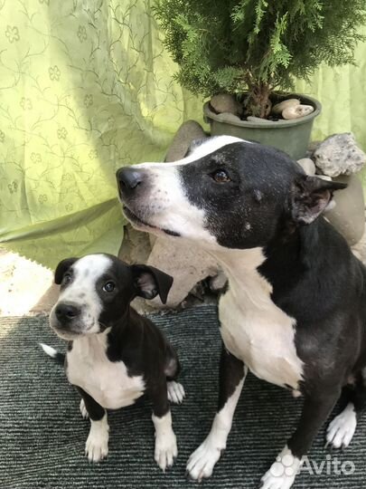 Щенок амстаффа