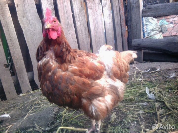 Куры несушки Кубанские красные