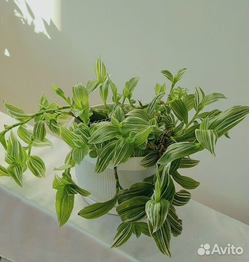 Антуриумдекабристклеродендрум Цветы растения комна