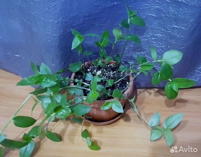 Комнатные цветы