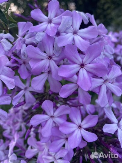 Флоксы многолетние