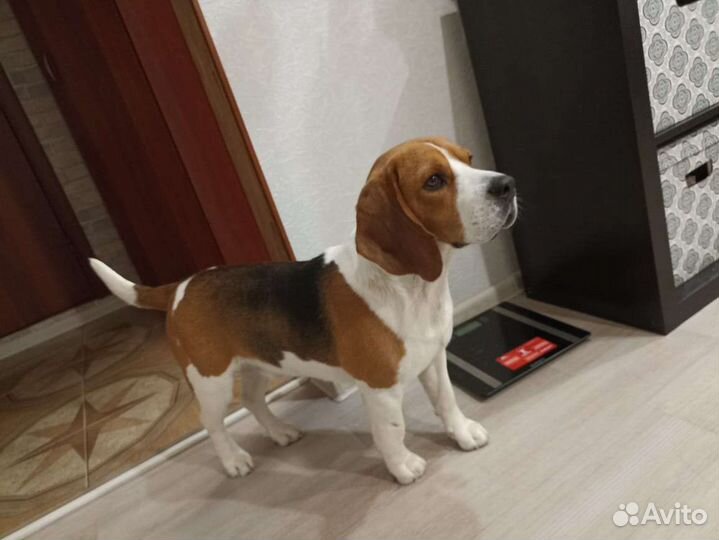 Вязка кобеля бигля