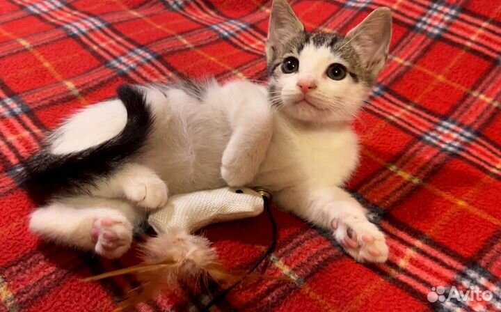 Котенок