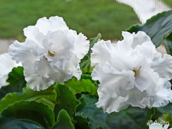 Сортовая фиалка