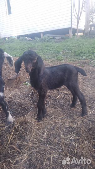 Нубийские козлята