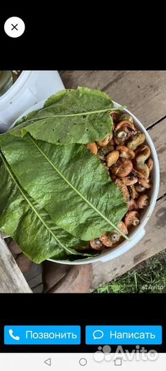 Солёные грузди и рыжики