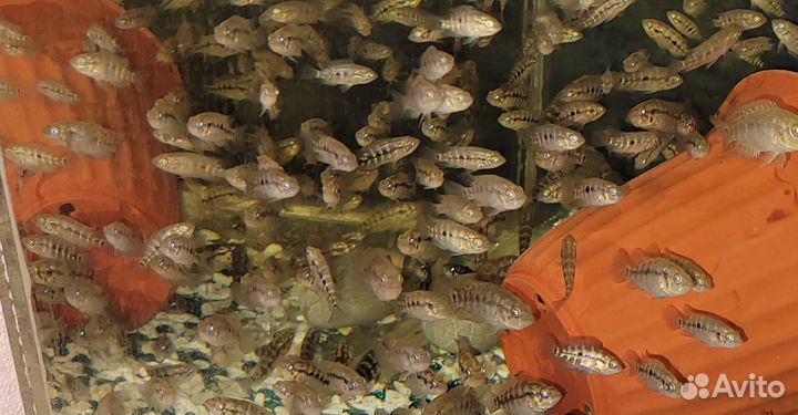 Манагуанская цихлозома