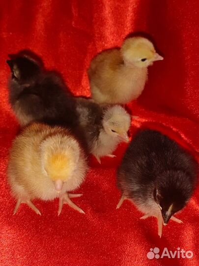 Домашняя птица, гусята, цыплята, утята