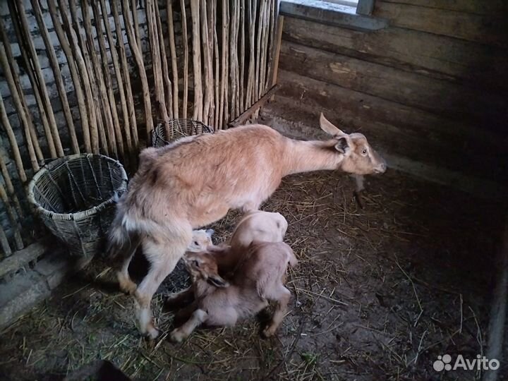 Коза с козлятами