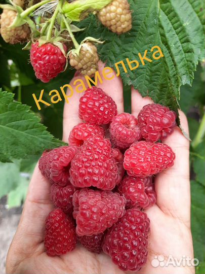 Саженцы малины