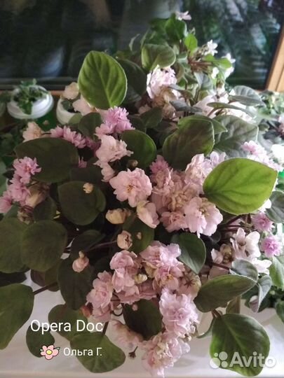 Фиалки трейлеры(детки, стартёры, пасынки, черенки)