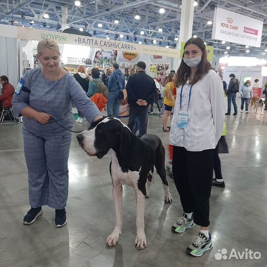 Услуги кинолога