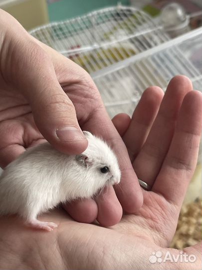 Джунгарский хомяк маленький