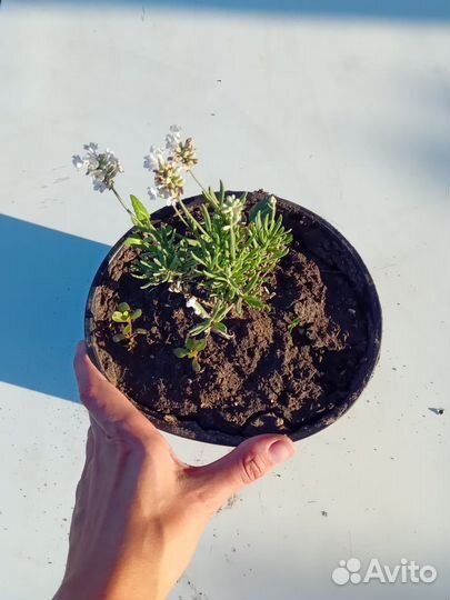 Белая лаванда