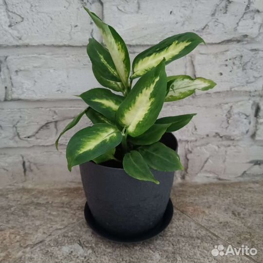 Дифенбахия