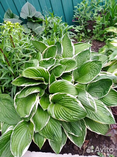 Хосты. Добавила гейхеры и бузульник