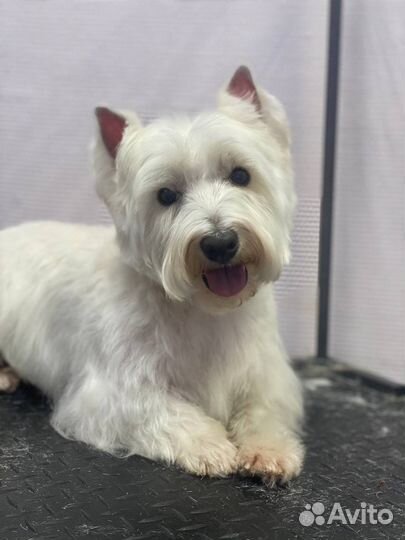 Грумер, стрижка собак, Груминг кошек