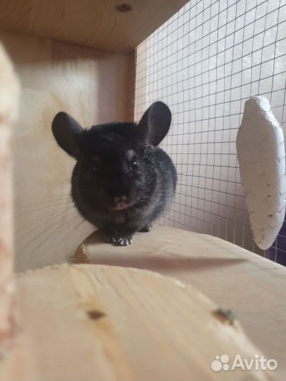 Шиншилла с клеткой