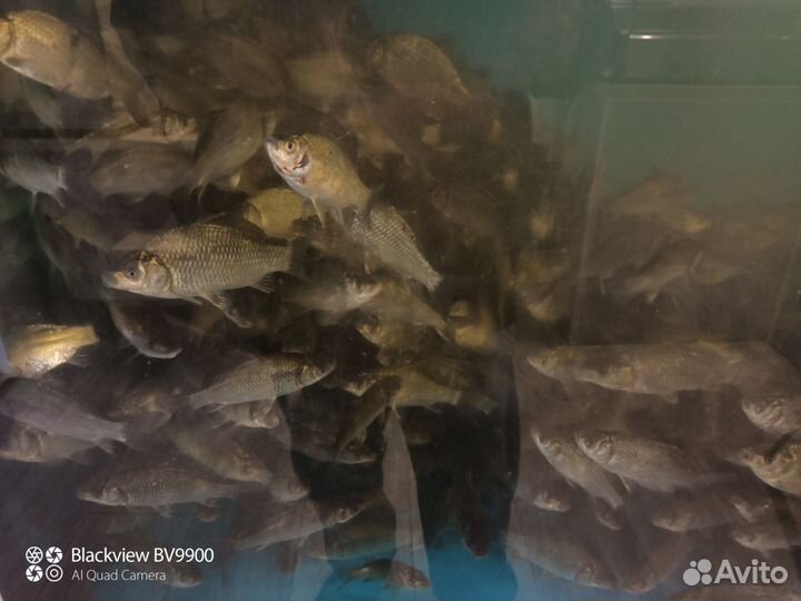 Живец карась