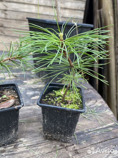 Саженцы кедра корейского