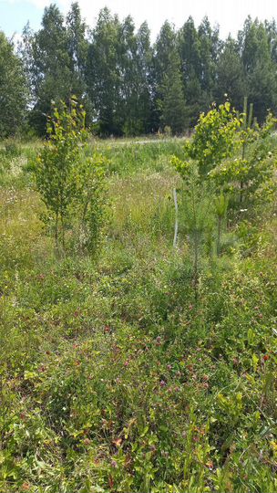 Участок 10,6 сот. (ИЖС)