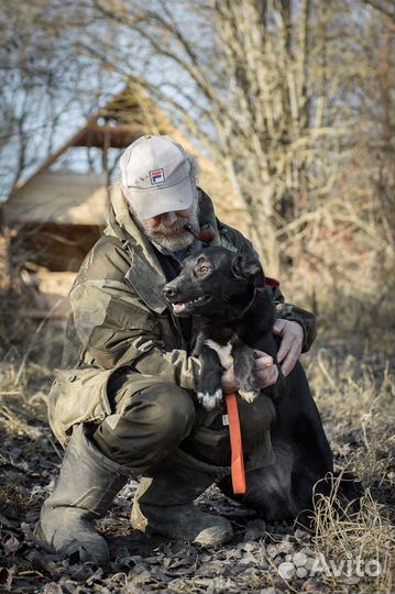 Очень красивая собака в добрые руки