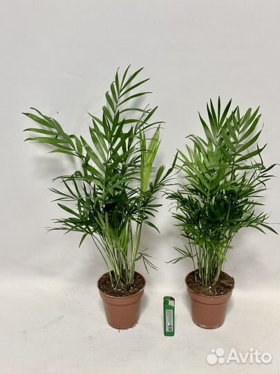 Пальма Хамедорея 9/50, 9/40