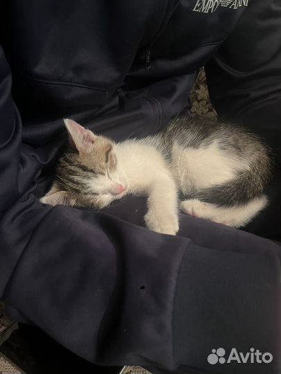 Котенок девочка в добрые руки