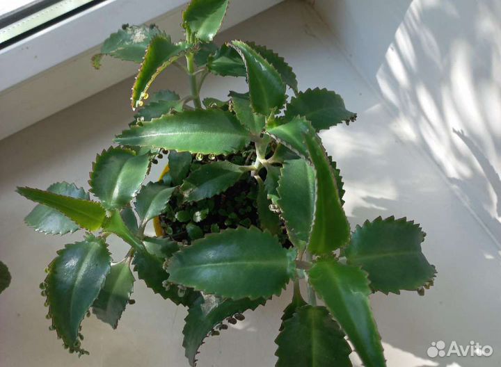 Каланхоэ Дегремона(лечебное)