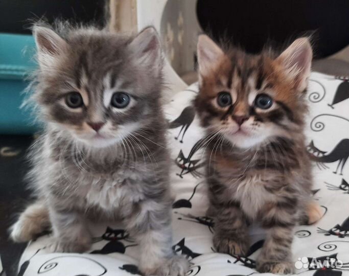 Сибирский котенок