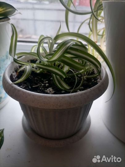 Хлорофитум кудрявый