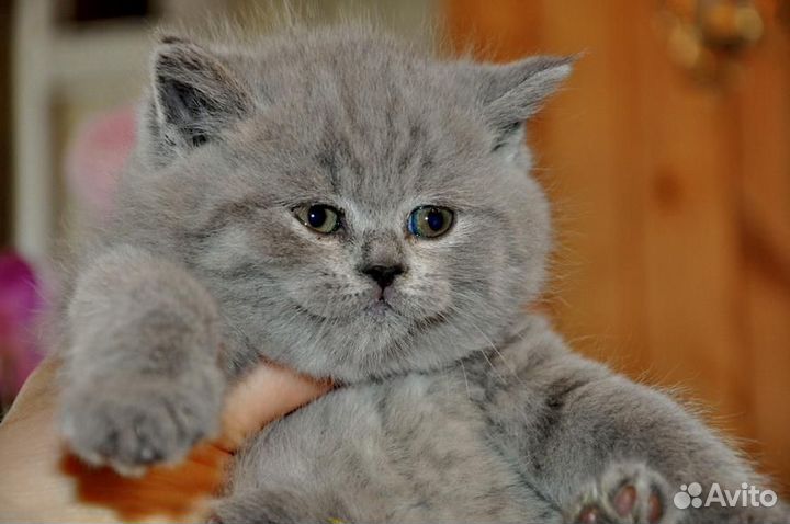 Лиловые и голубые котята