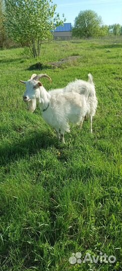 Коза дойная молочная