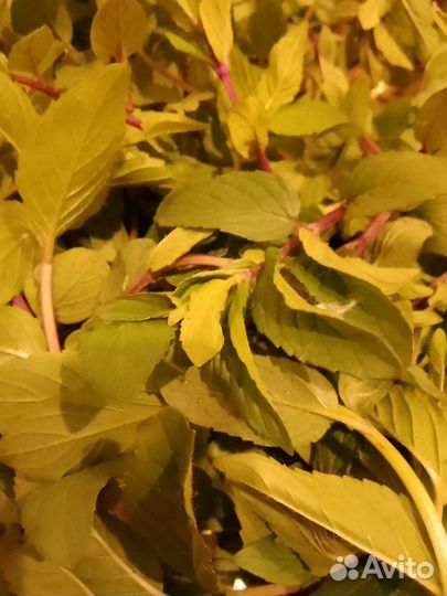 Мята отводки