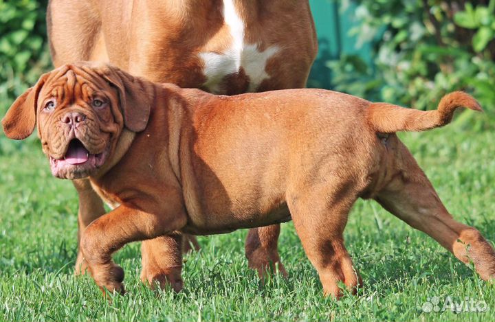 Бордоский дог