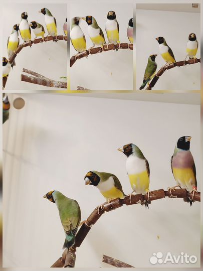 Амадины Гульда самки