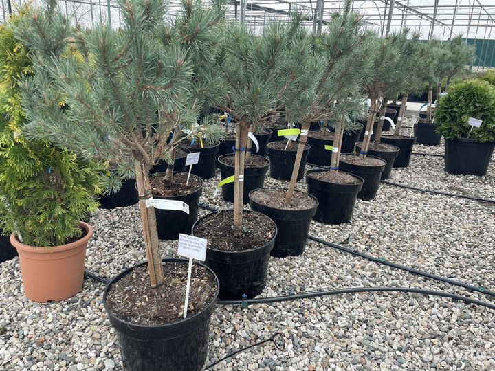 Сосна Sylvestris на штамбе