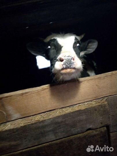 Теленок 11месяцев бычок домашний