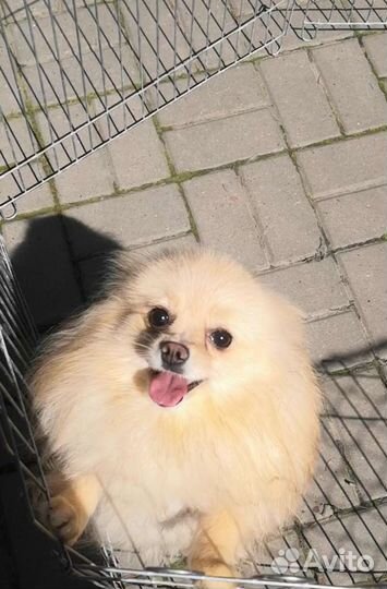 Помераночка