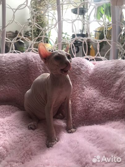 Канадский ссфинкс Эльфийка Мандаринка