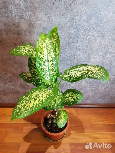 Диффенбахия