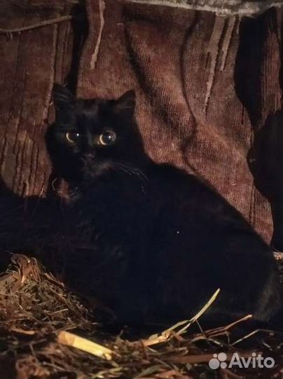 Кошки - мышеловки